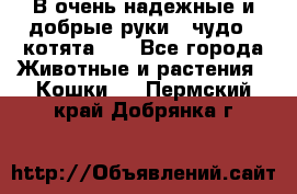 В очень надежные и добрые руки - чудо - котята!!! - Все города Животные и растения » Кошки   . Пермский край,Добрянка г.